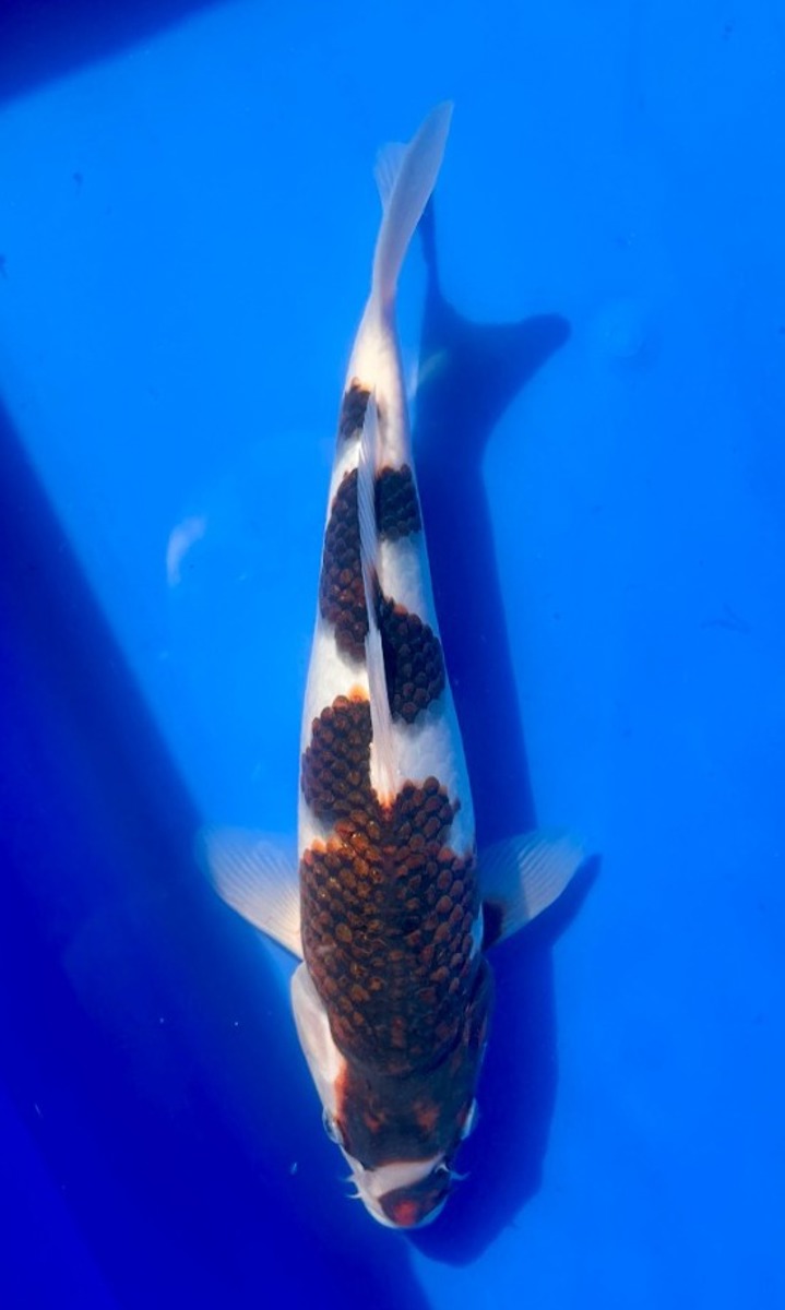 Koi picture