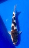 Koi