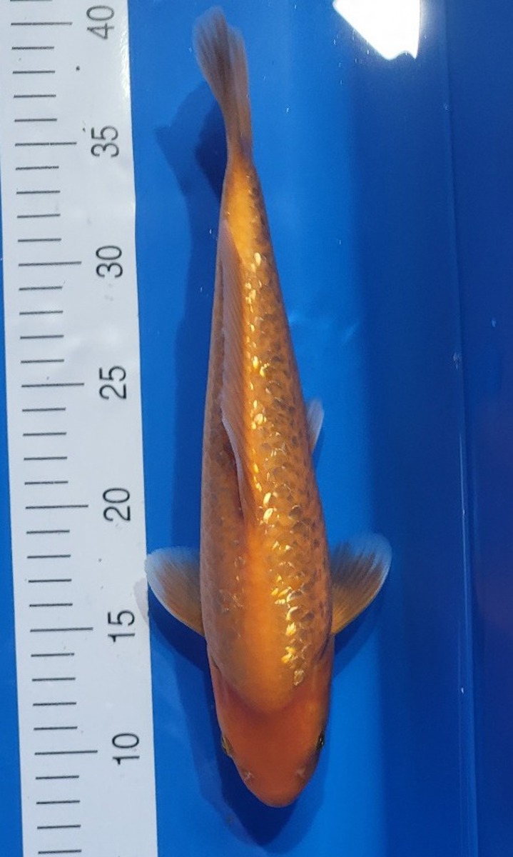 Koi picture