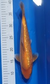 Koi
