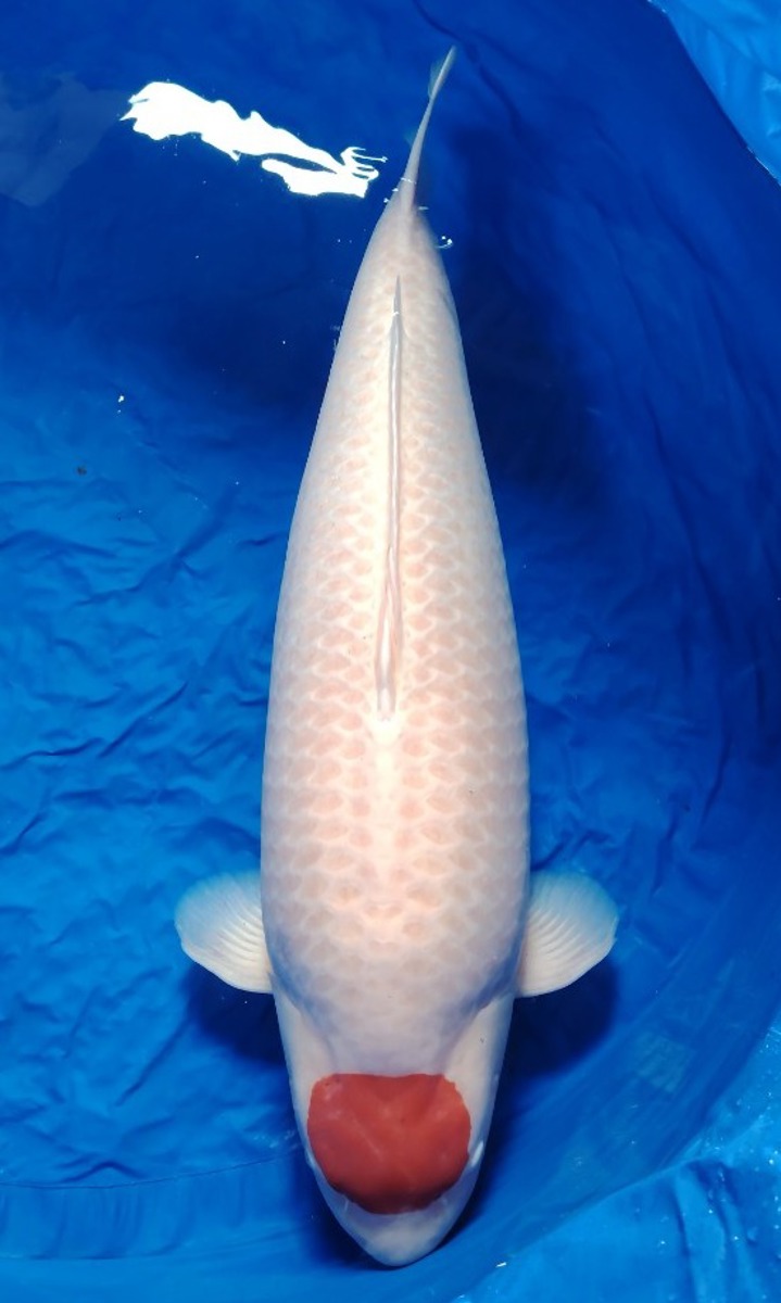 Koi picture