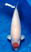 Koi