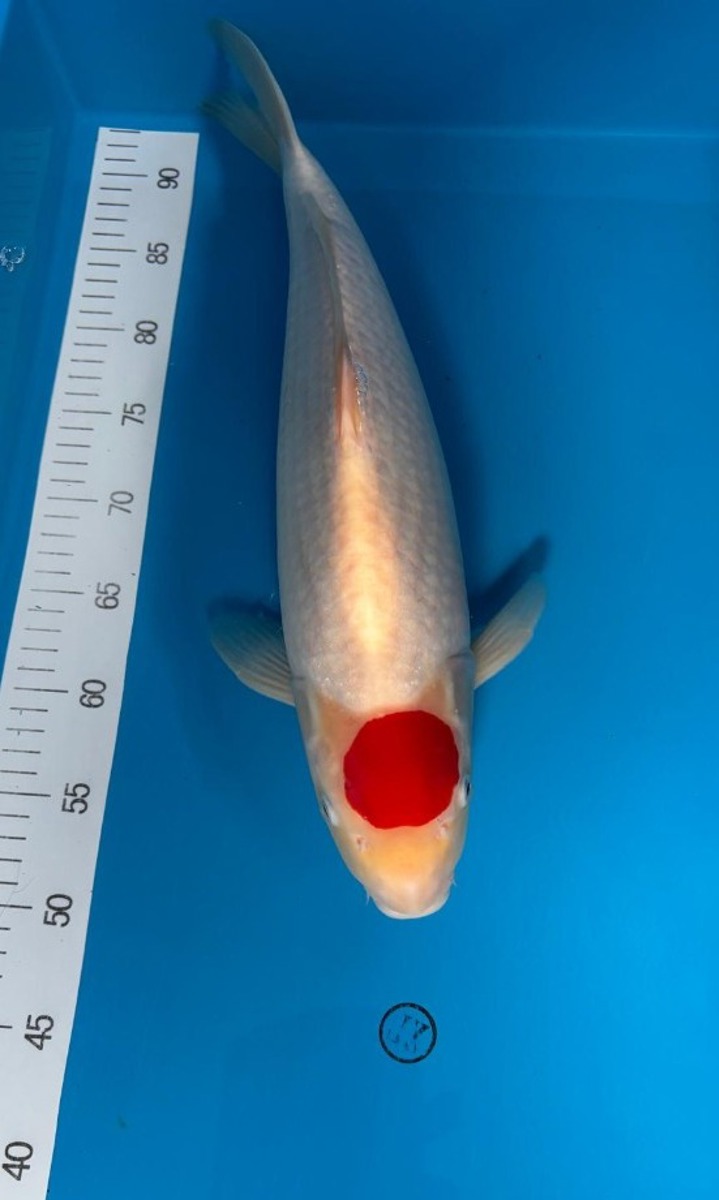 Koi picture