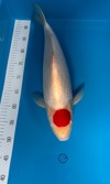 Koi