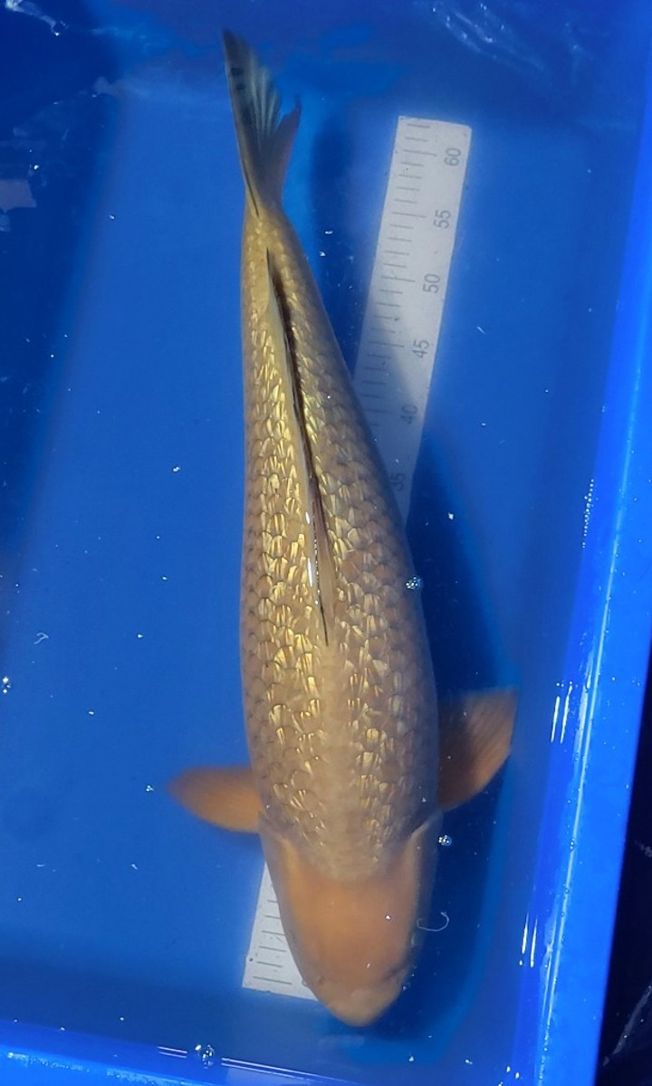 Koi picture
