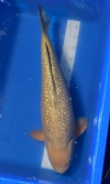Koi