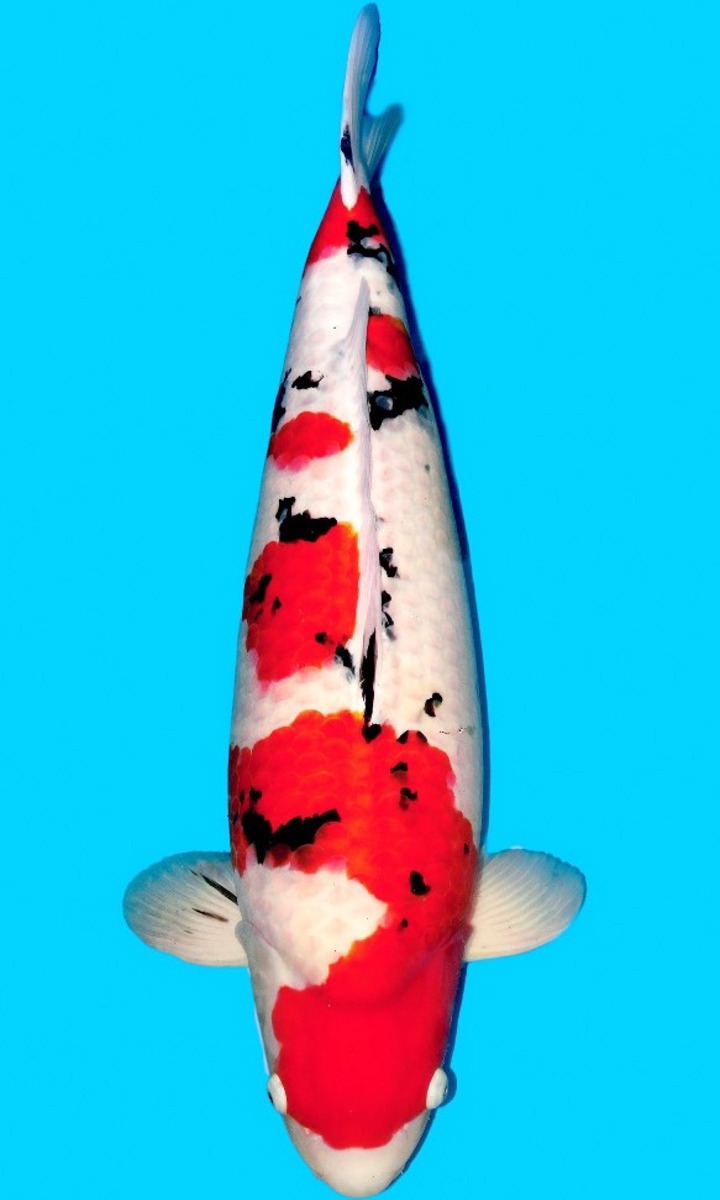 Koi picture