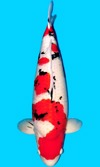 Koi