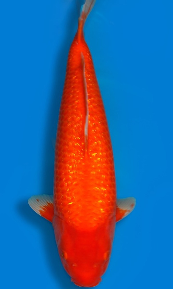 Koi picture