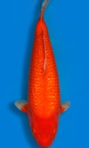 Koi