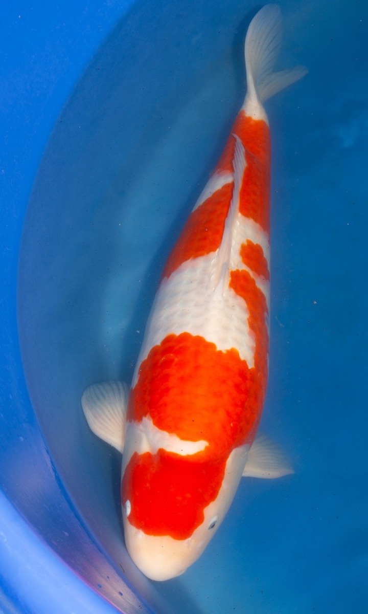 Koi picture