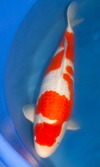 Koi