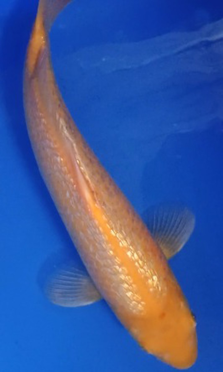 Koi picture