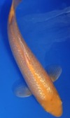 Koi