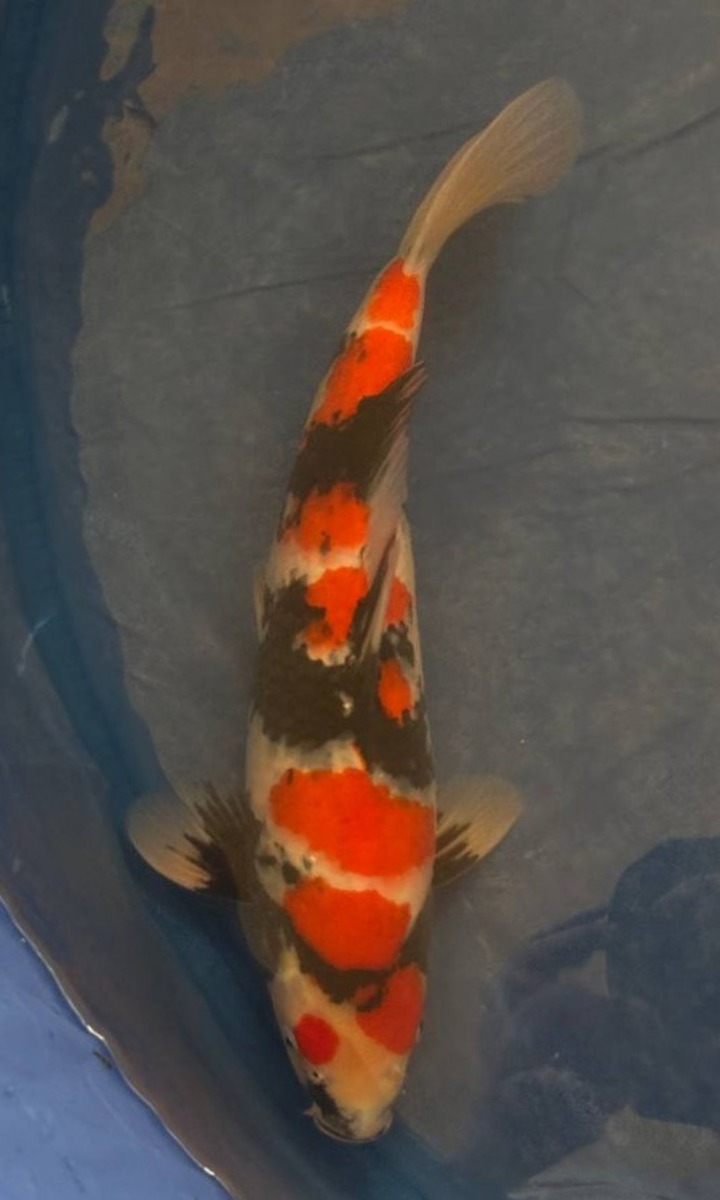Koi picture