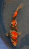 Koi
