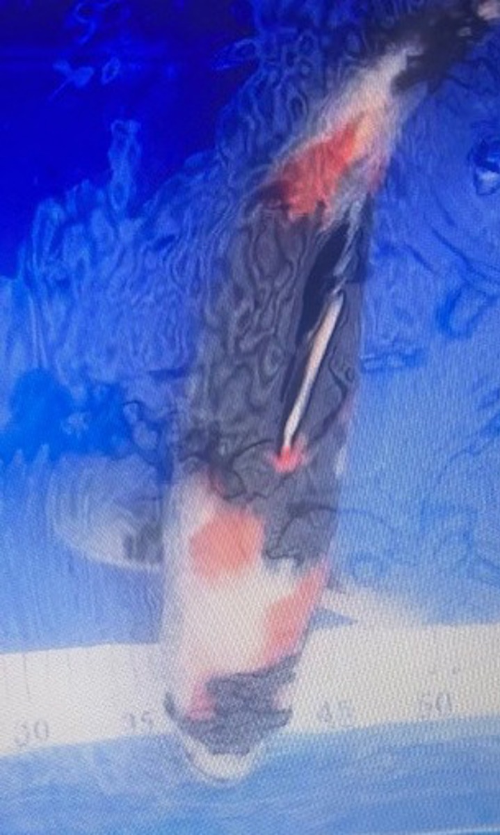 Koi picture
