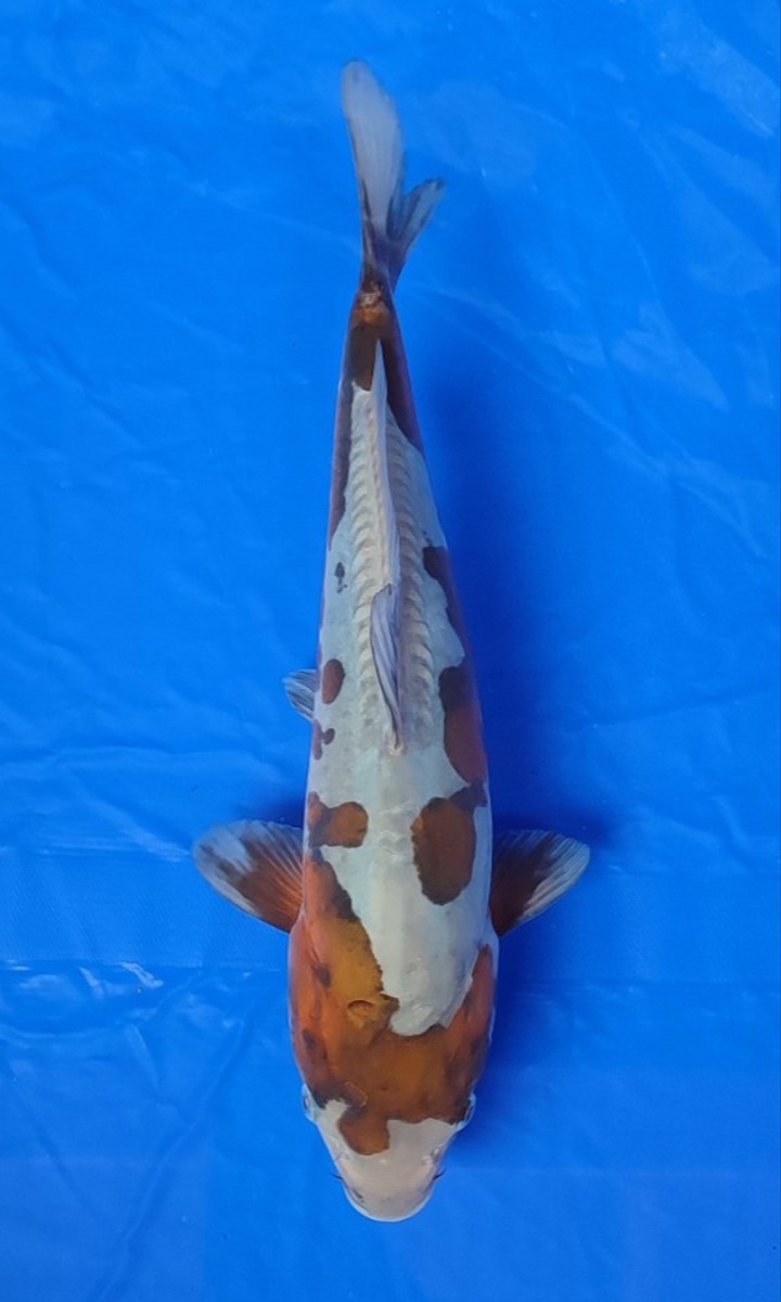 Koi picture