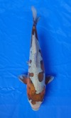 Koi