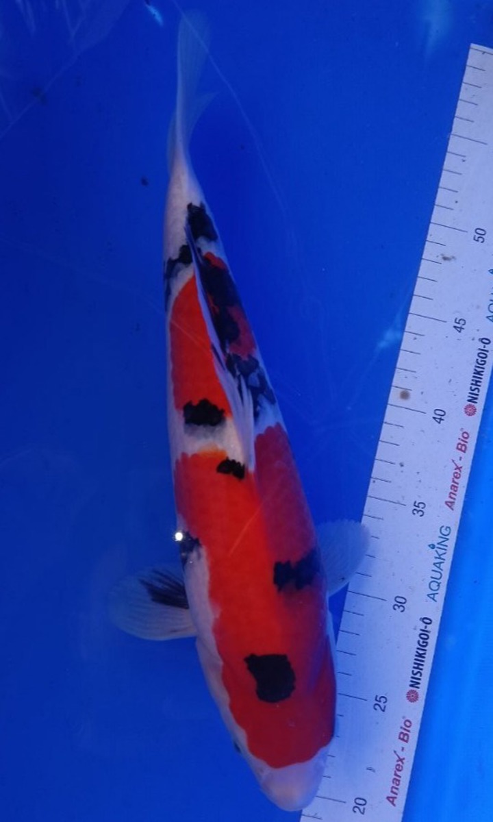 Koi picture