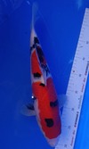 Koi