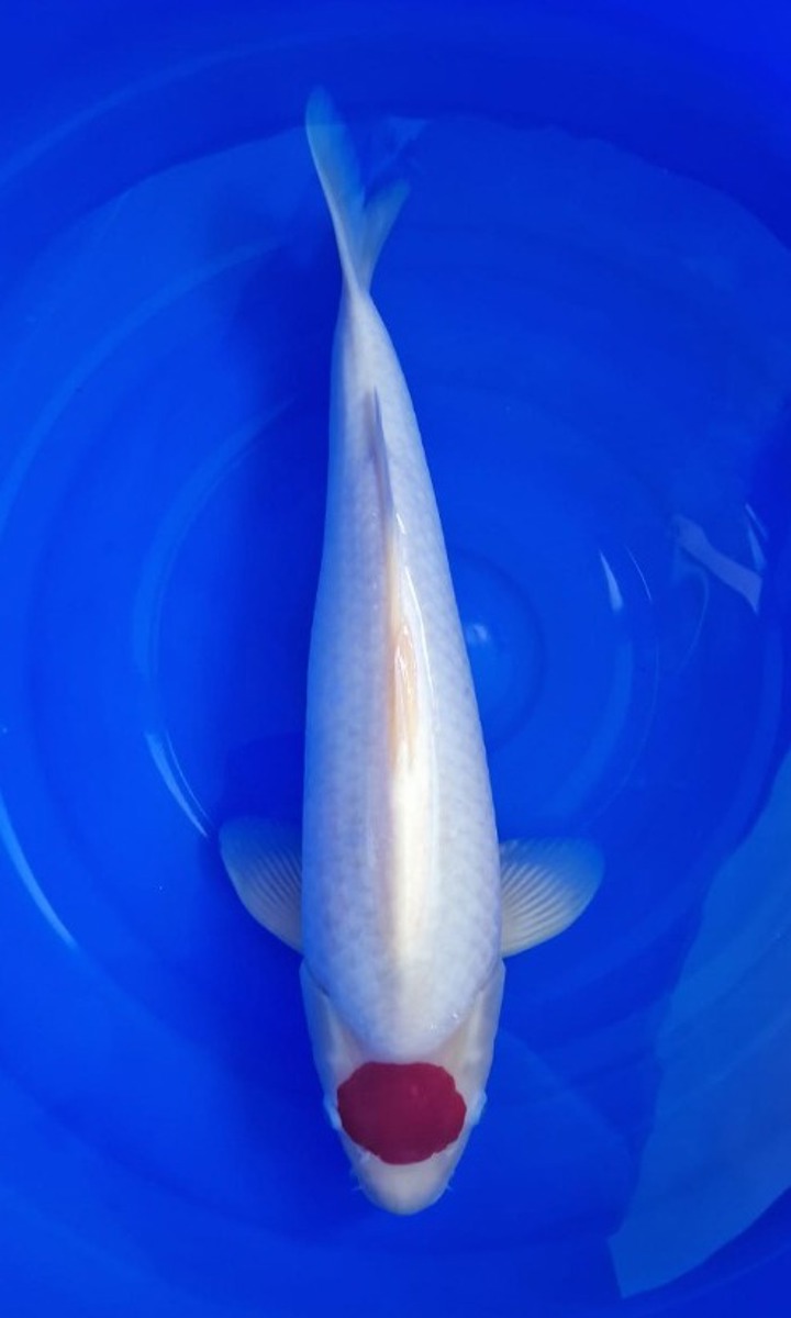 Koi picture