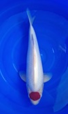 Koi