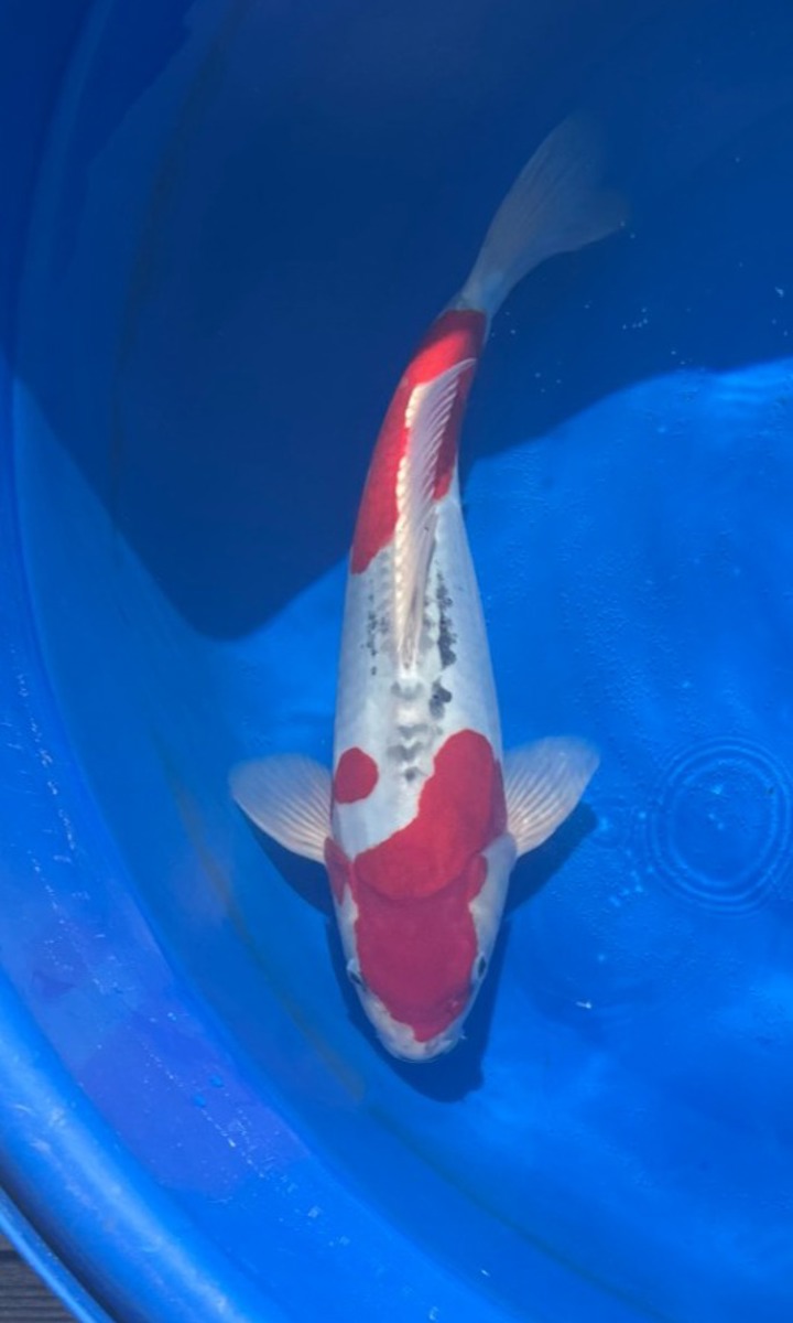 Koi picture