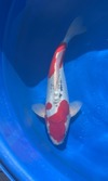 Koi