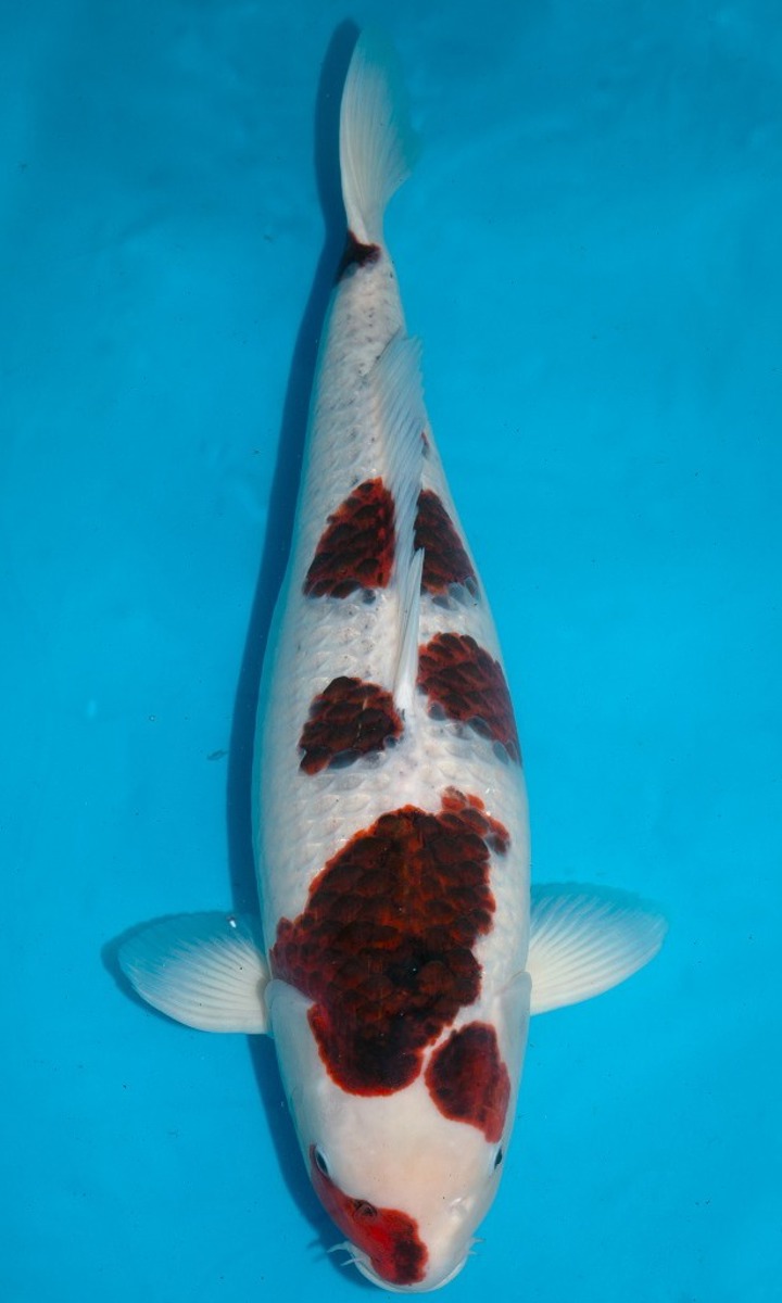 Koi picture