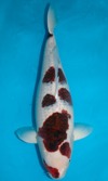 Koi