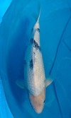 Koi