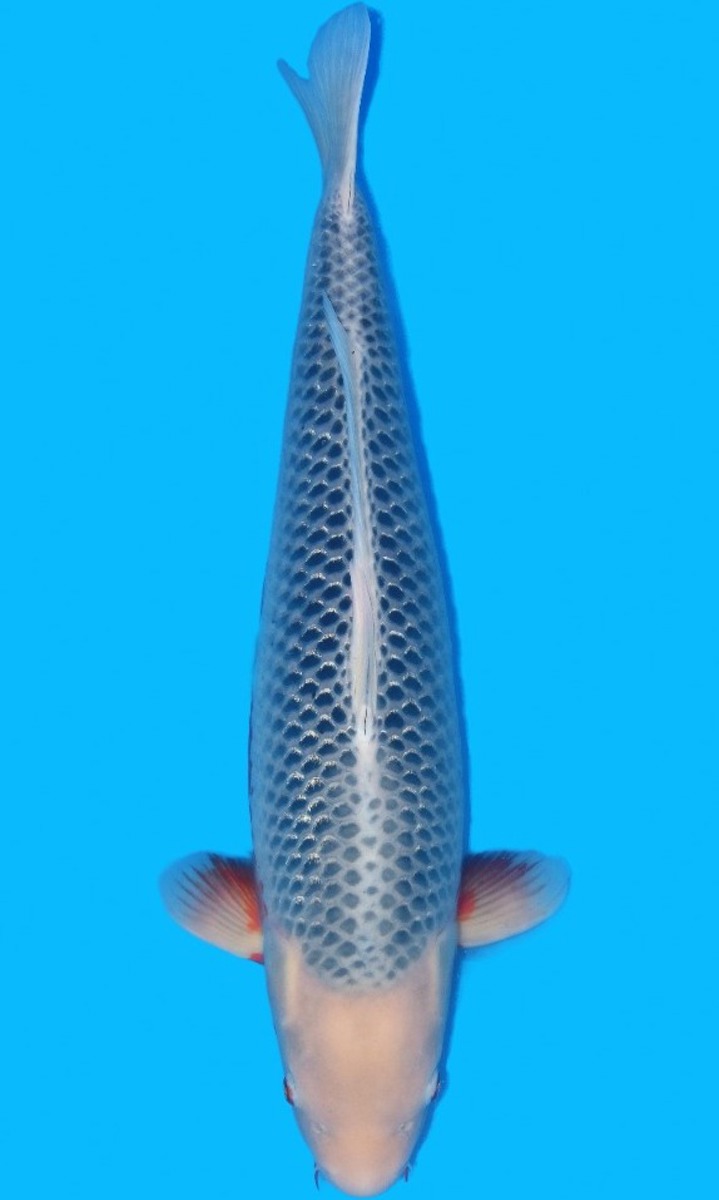 Koi picture