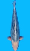 Koi
