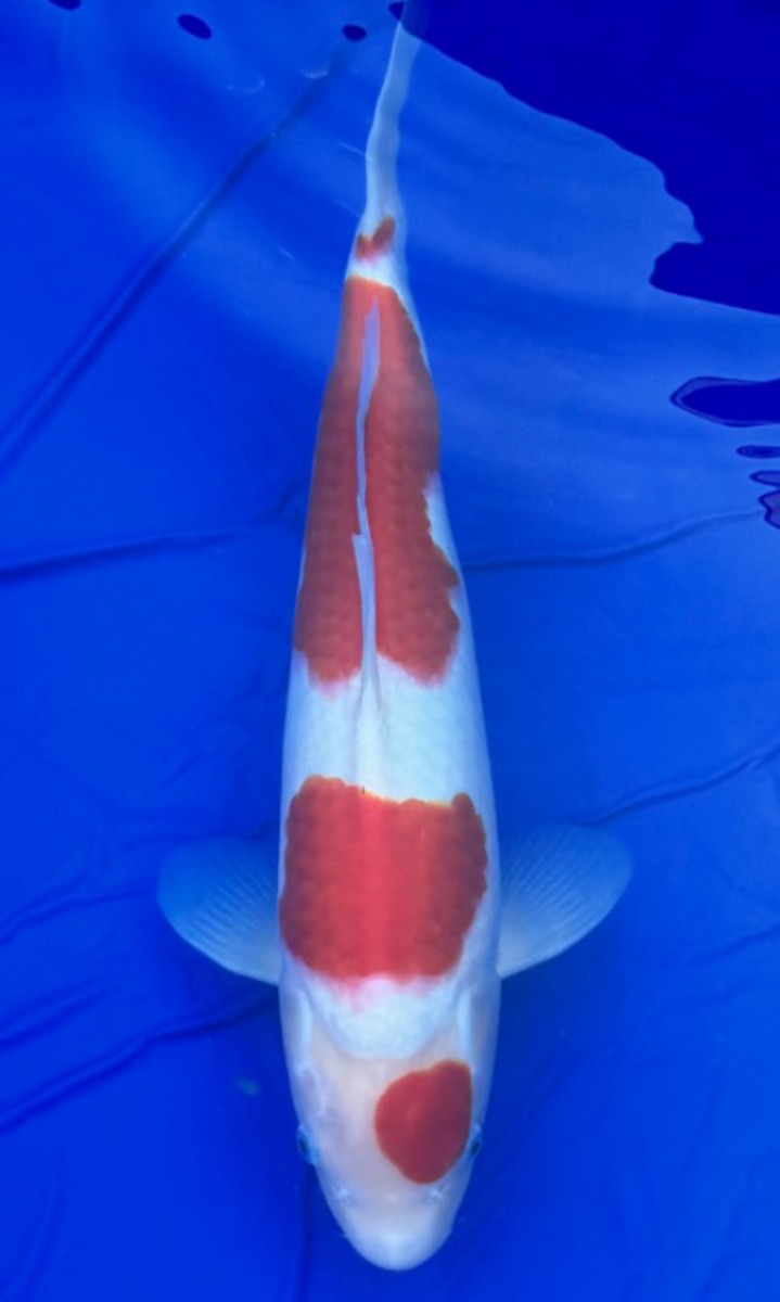 Koi picture