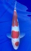 Koi