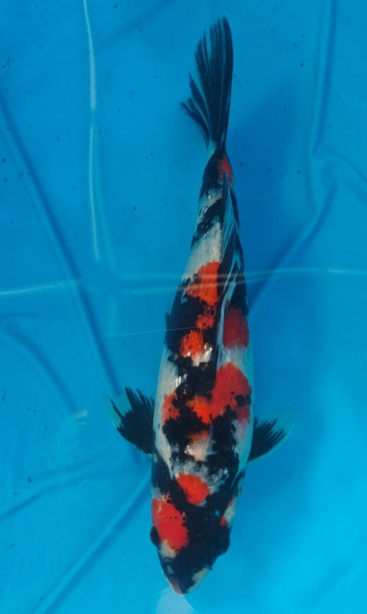 Koi picture
