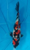 Koi