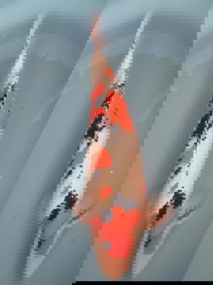 Koi picture
