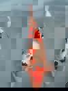 Koi