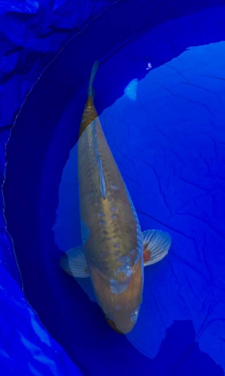 Koi picture