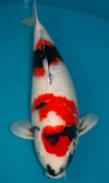 Koi