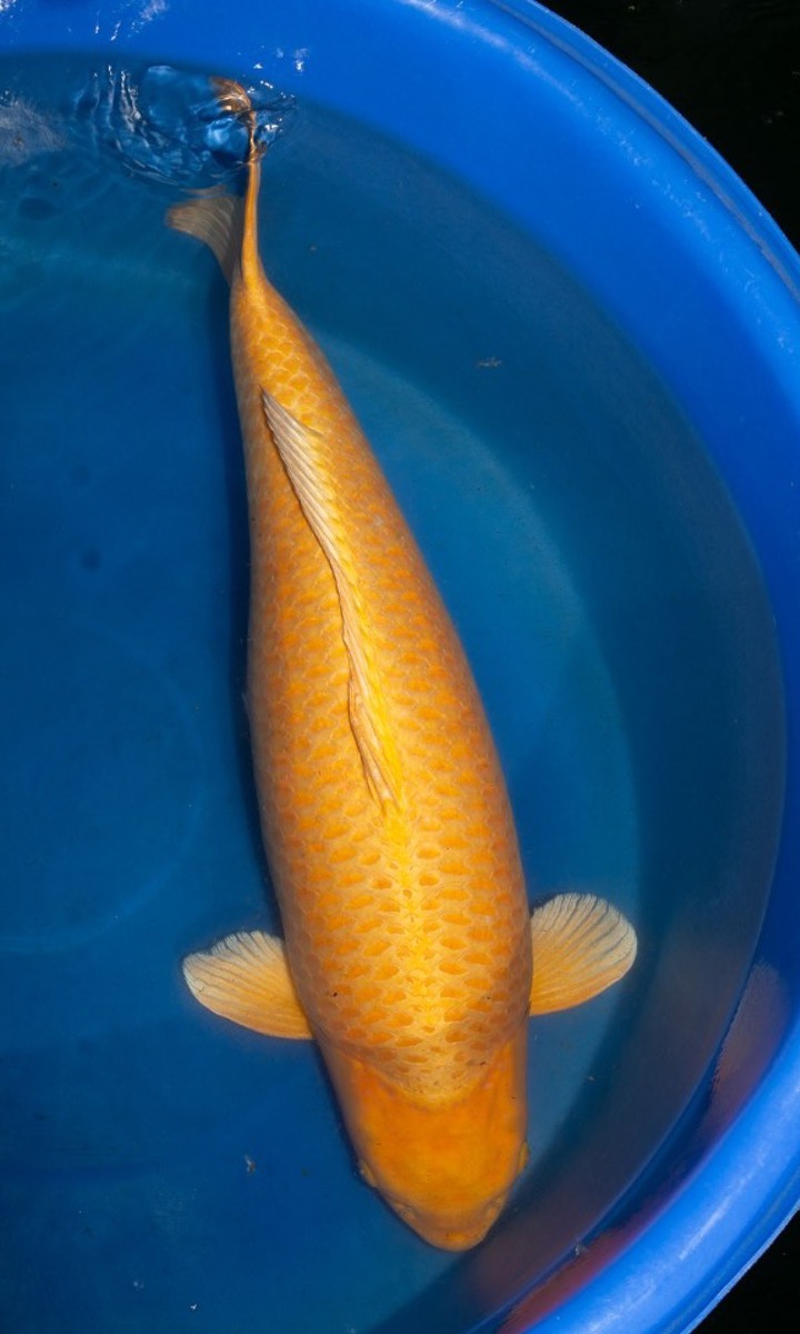 Koi picture