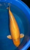 Koi