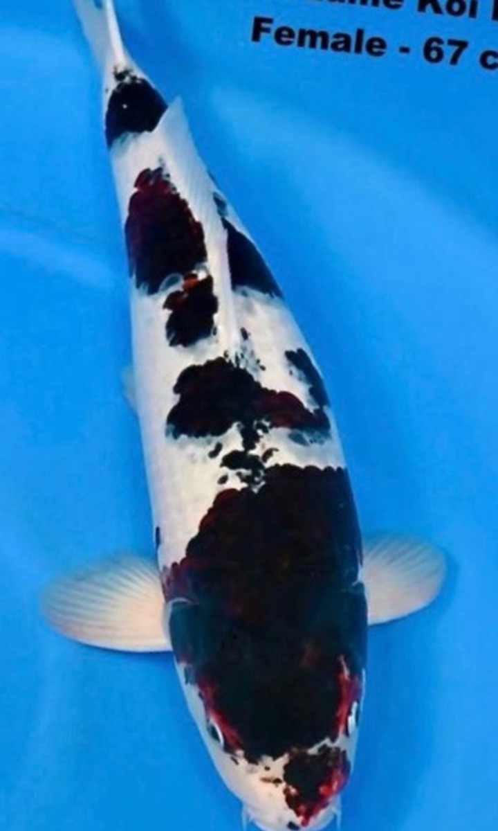 Koi picture