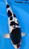 Koi