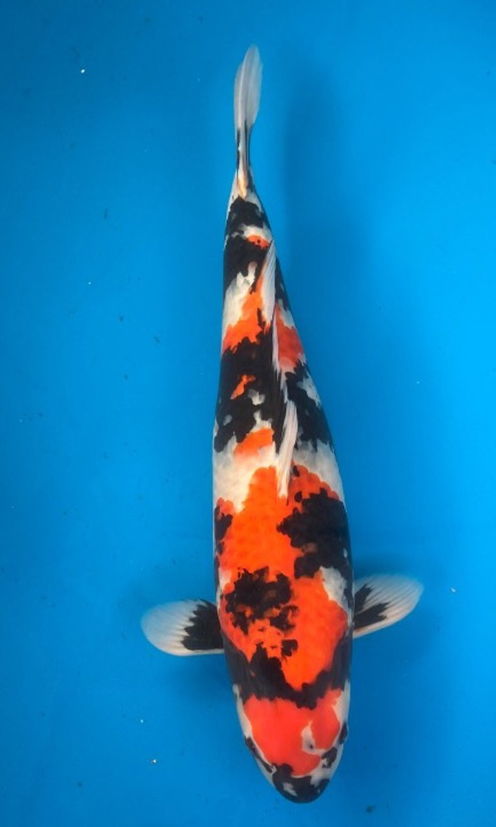 Koi picture