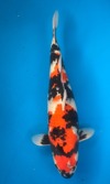 Koi