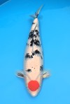 Koi