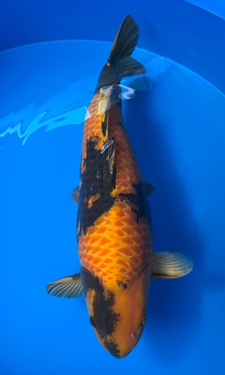 Koi picture